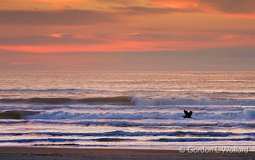 Heron Over The Surf_41525.jpg - Photographed along the Gulf coast on Mustang Island near Corpus Christi, Texas, USA.